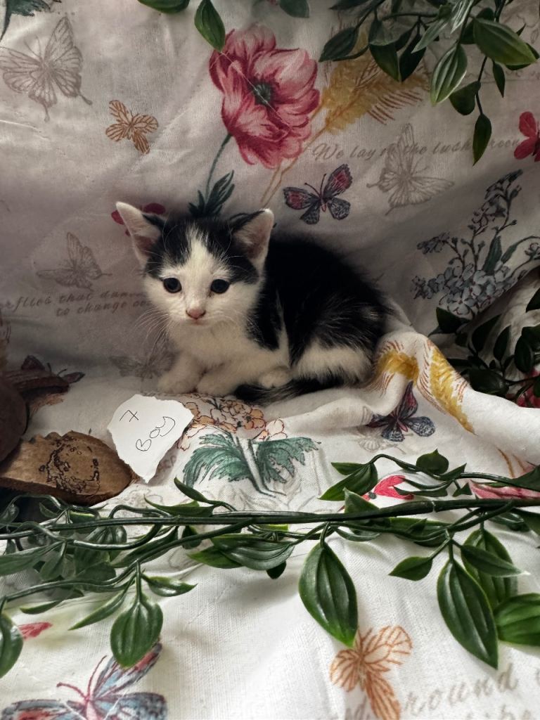 4 cute mix breed kittens (boy left) b/w