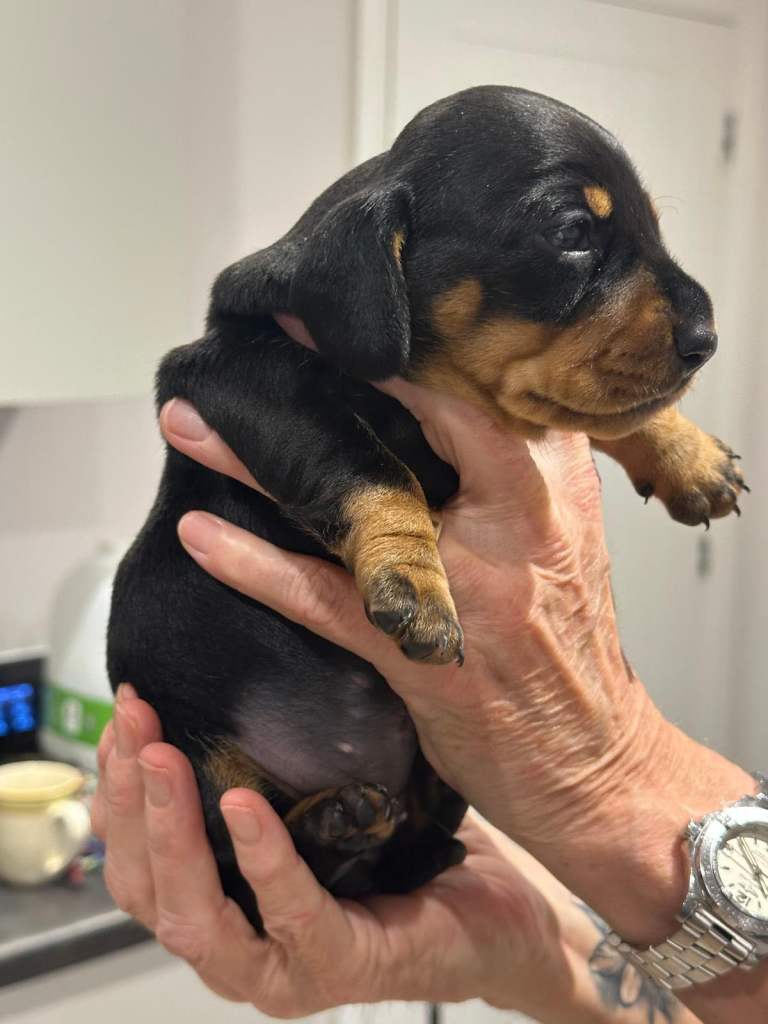 3 miniature dachshunds PRA clear kc registered female puppies 