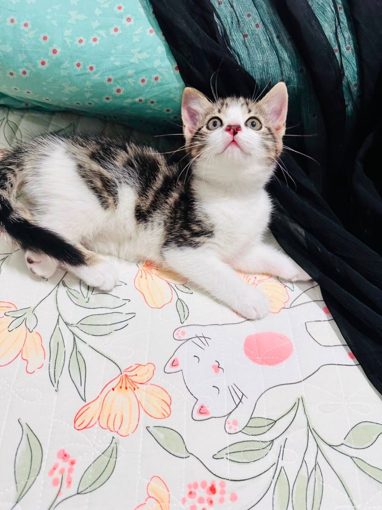 🐾 Beautiful Kittens for Sale 🐾