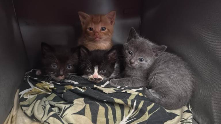 Kittens for sale in 4 weeks 