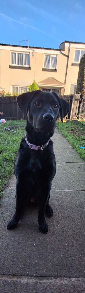 Labrador cross with collie for rehoming