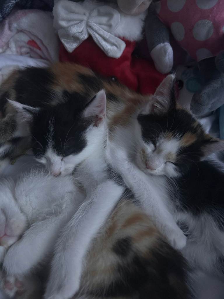 Cute Kittens for Sale 