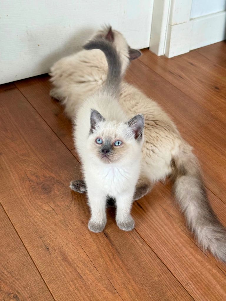 Adorable Hand-Tamed Ragdoll Kittens with Sweet, Loving Temperaments