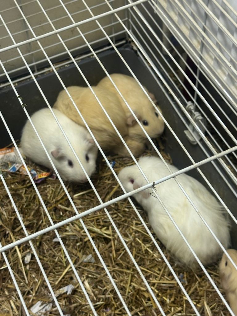 Guinea pigs for sale mixed. Ages 