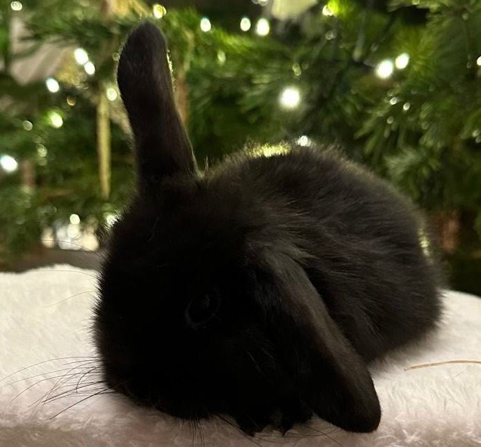Baby mini lops Halosowen, West Midlands 