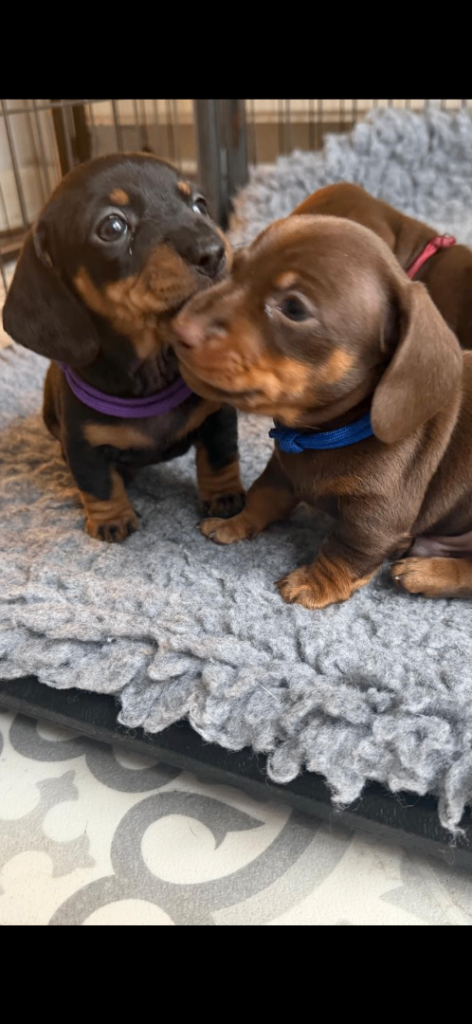 KC Registered Miniature Dachshund Puppies - Ready 30th May