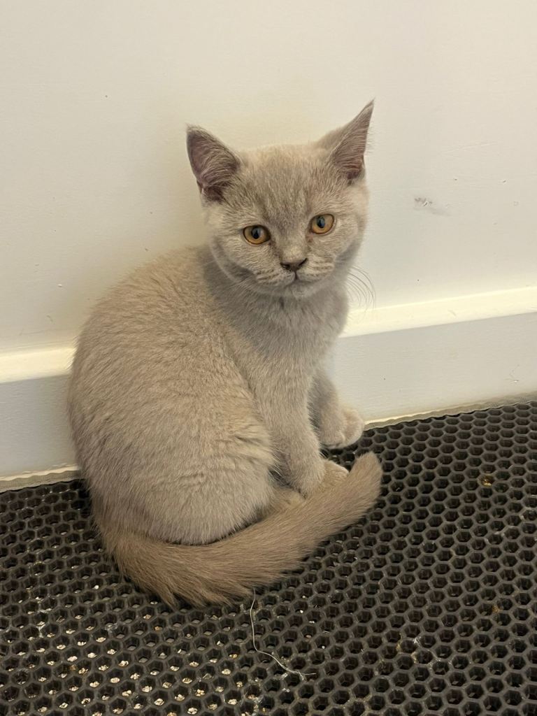 Pedigree British shorthair kittens 