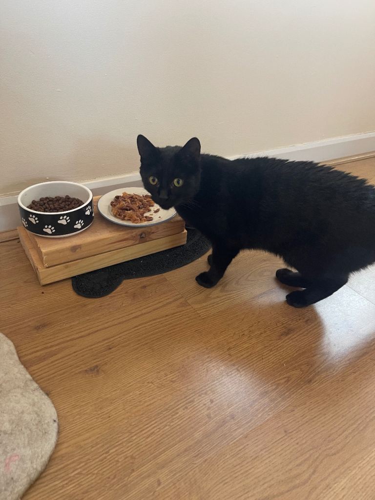 Cat for rehoming