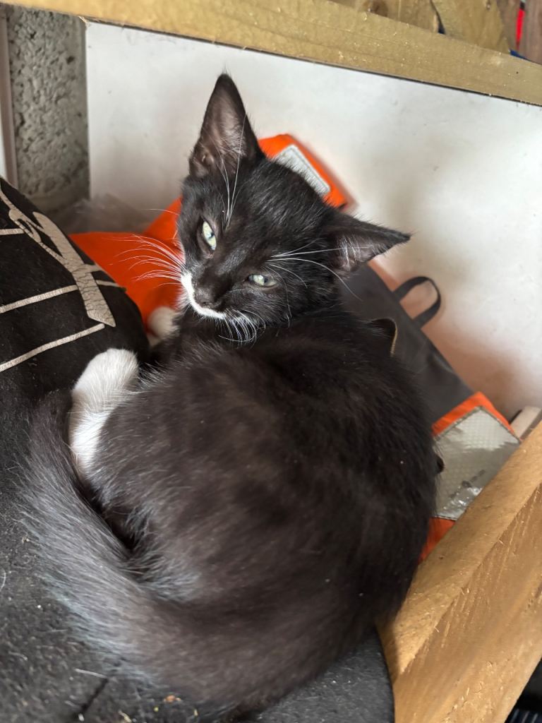 Kittens for sale