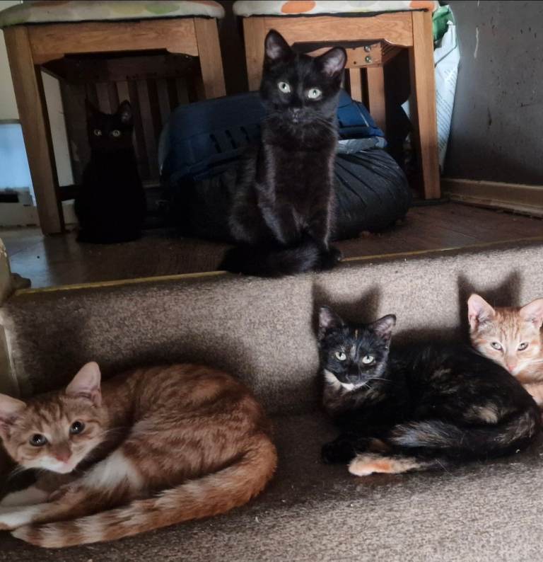 Older kittens looking for their forever homes 