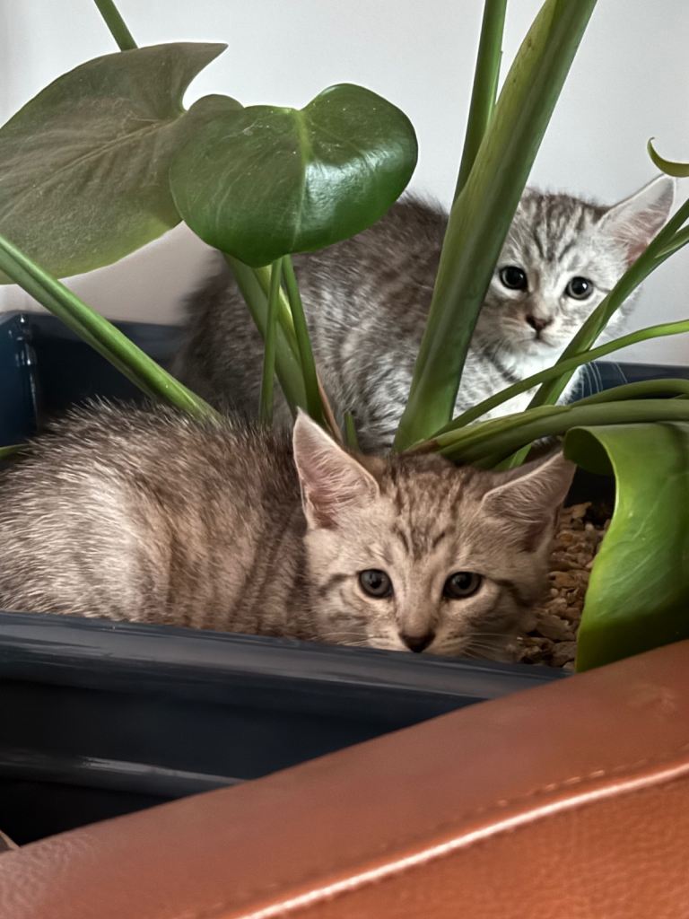 4 MaineCoon X British short hair kittens 