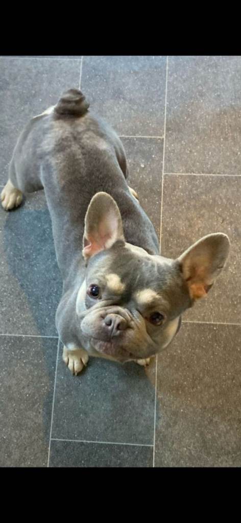 French bulldog