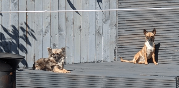 X2 Chihuahuas X1 Frenchie cross for sale/rehoming 