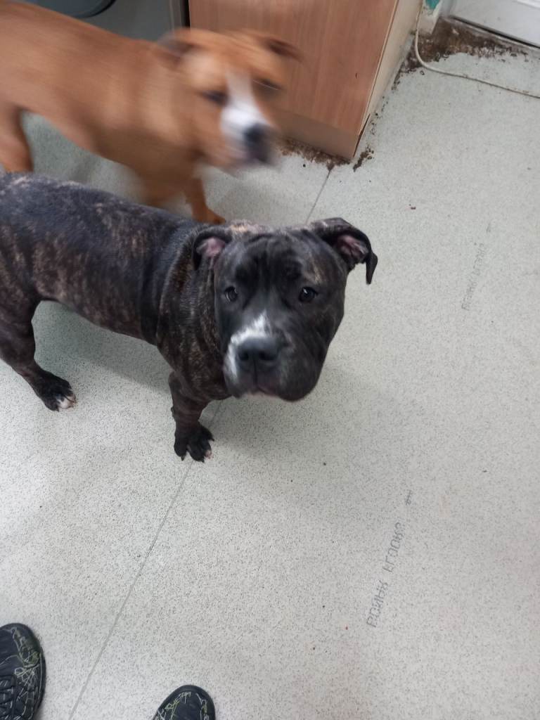 Puppy for sale