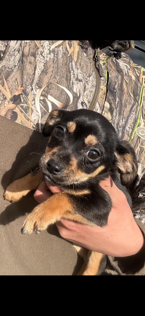 Jack russle puppy’s 