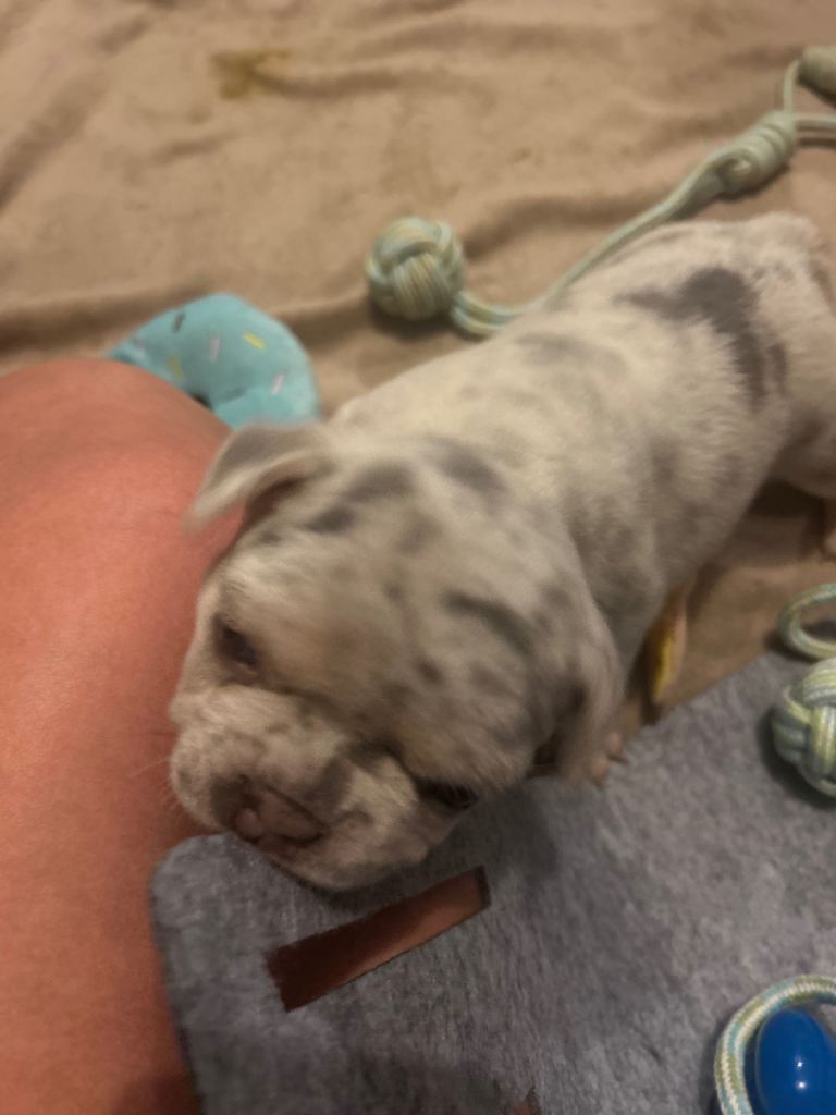 French bulldog puppies