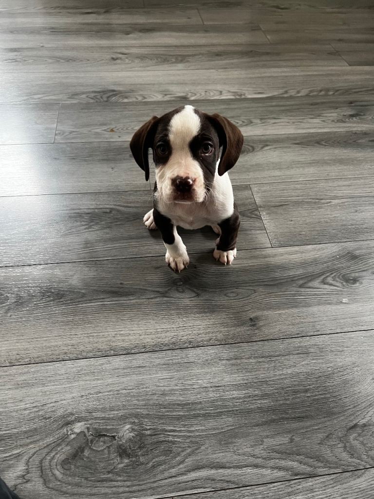 Lovely boxer X
