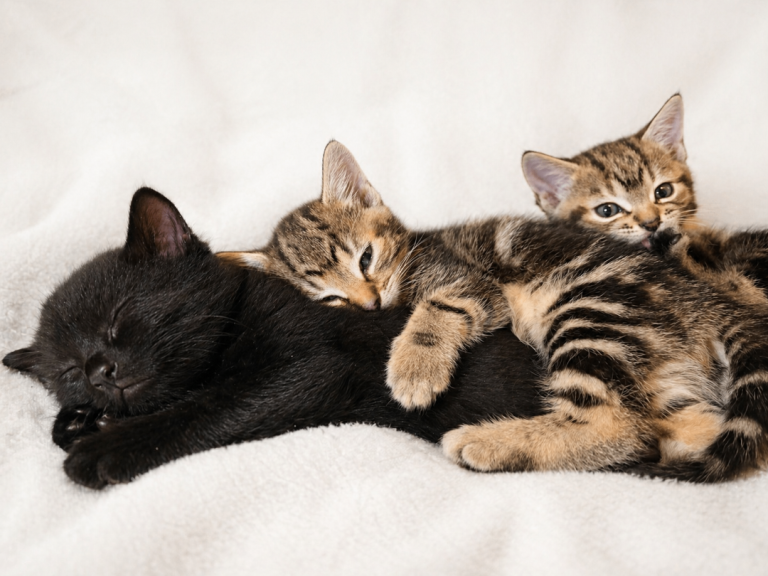 Tabby & Black kittens. 