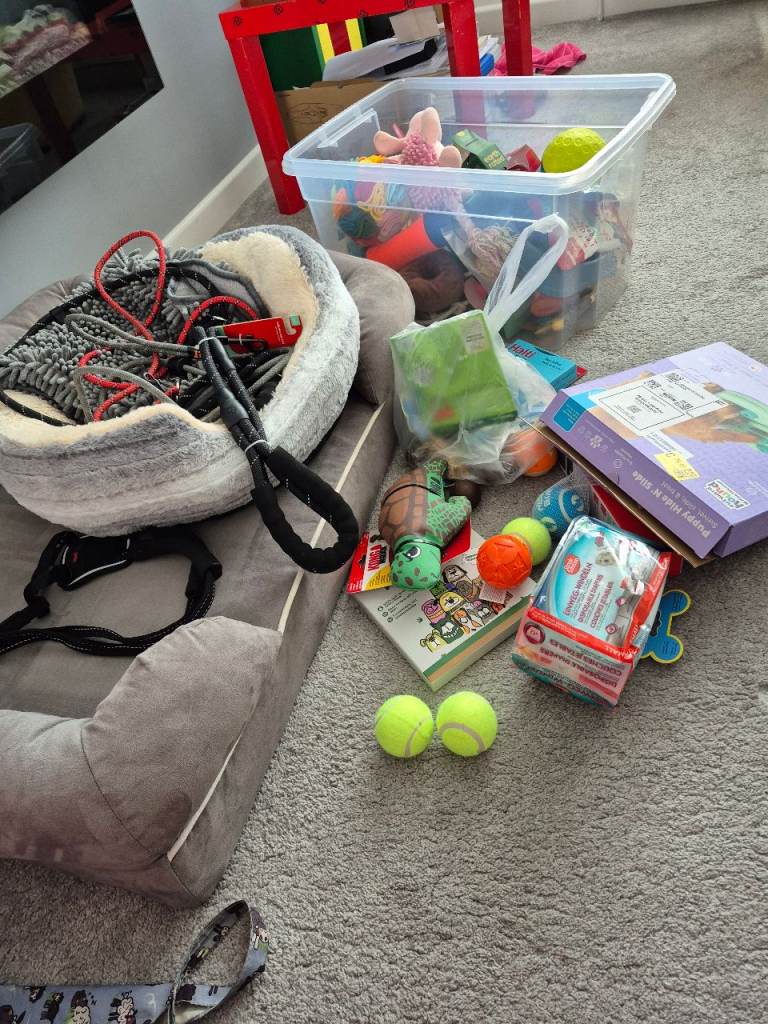 Beds, toys, leads harnesses and accessories 