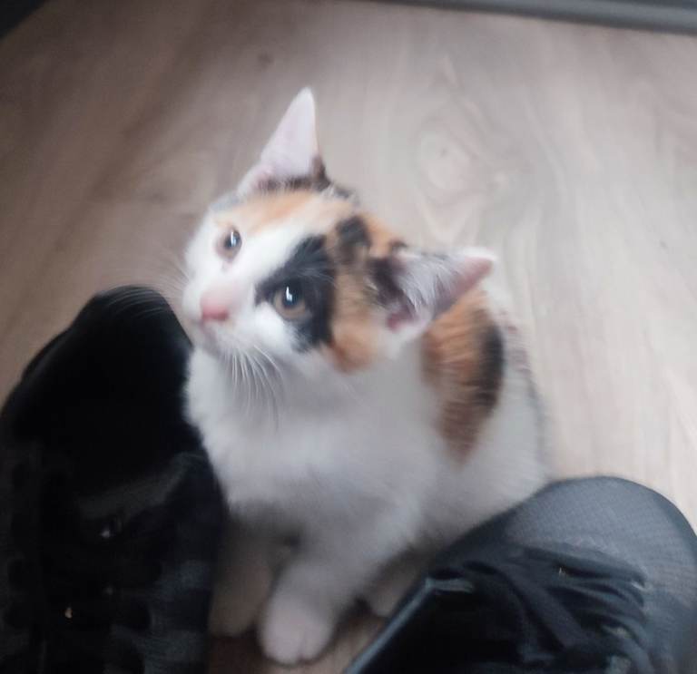 Beautiful kittens 