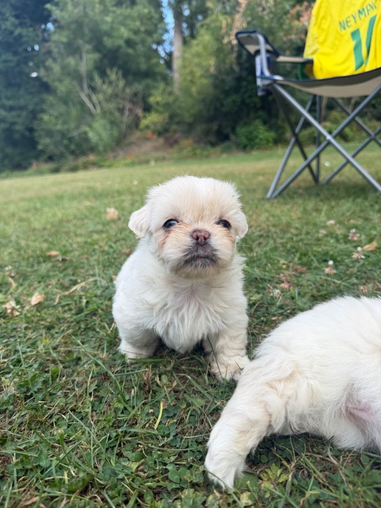 Puppies 