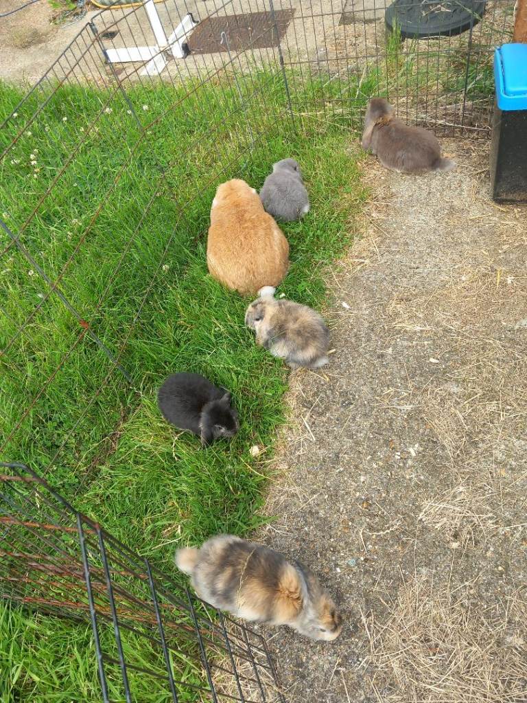 Pure bred French lop rabbits