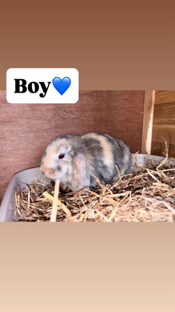 Baby Boy Lop Ear Rabbit