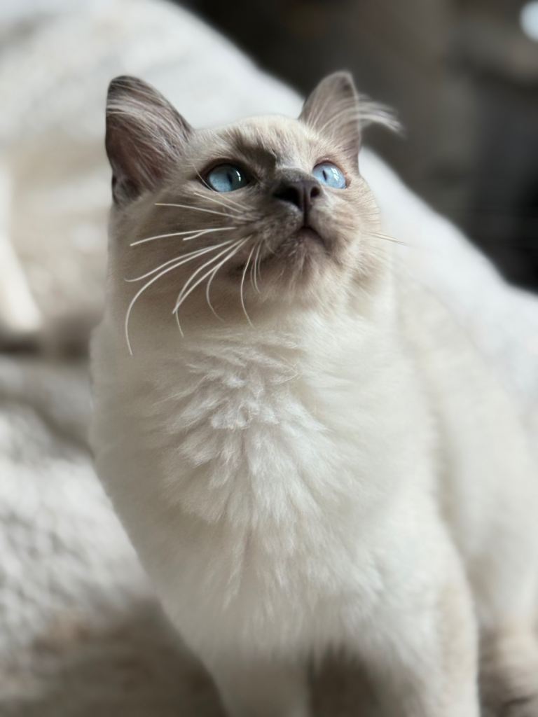 Beautiful kittens large parents 