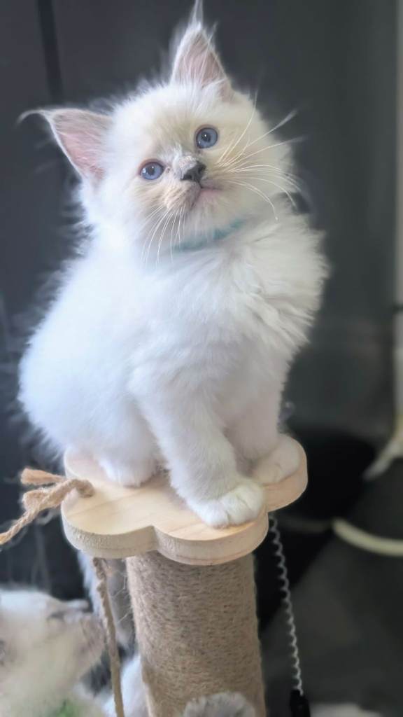 Beautiful Ragdoll Kittens 