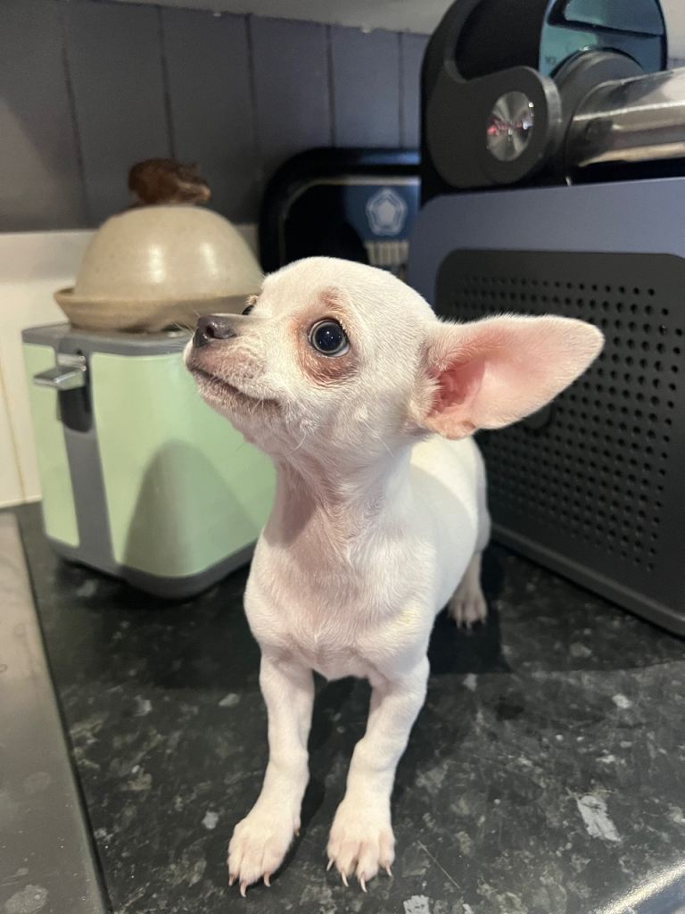 Apple head chihuahua puppy price reduced! 