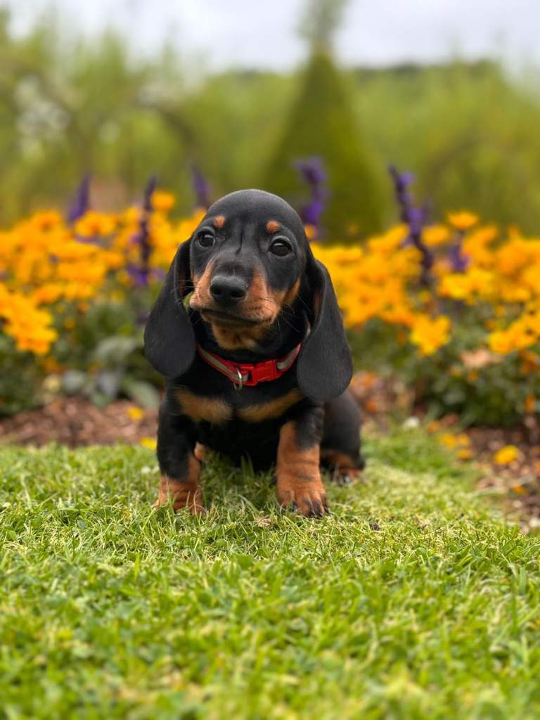 Stunning traditional Miniature dachshunds 