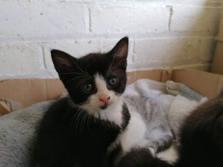 Adorable Kitten Looking for a Loving Home – Siah 🐾