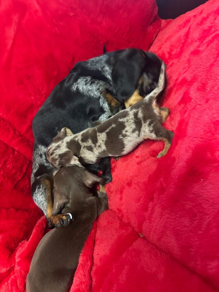 2 Beautiful Mini Miniature Dachshund Puppies 