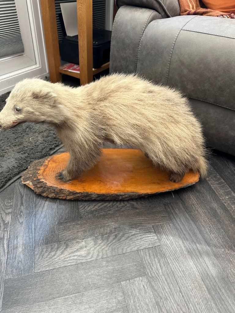 Large white taxidermy badger  £65 bargain 