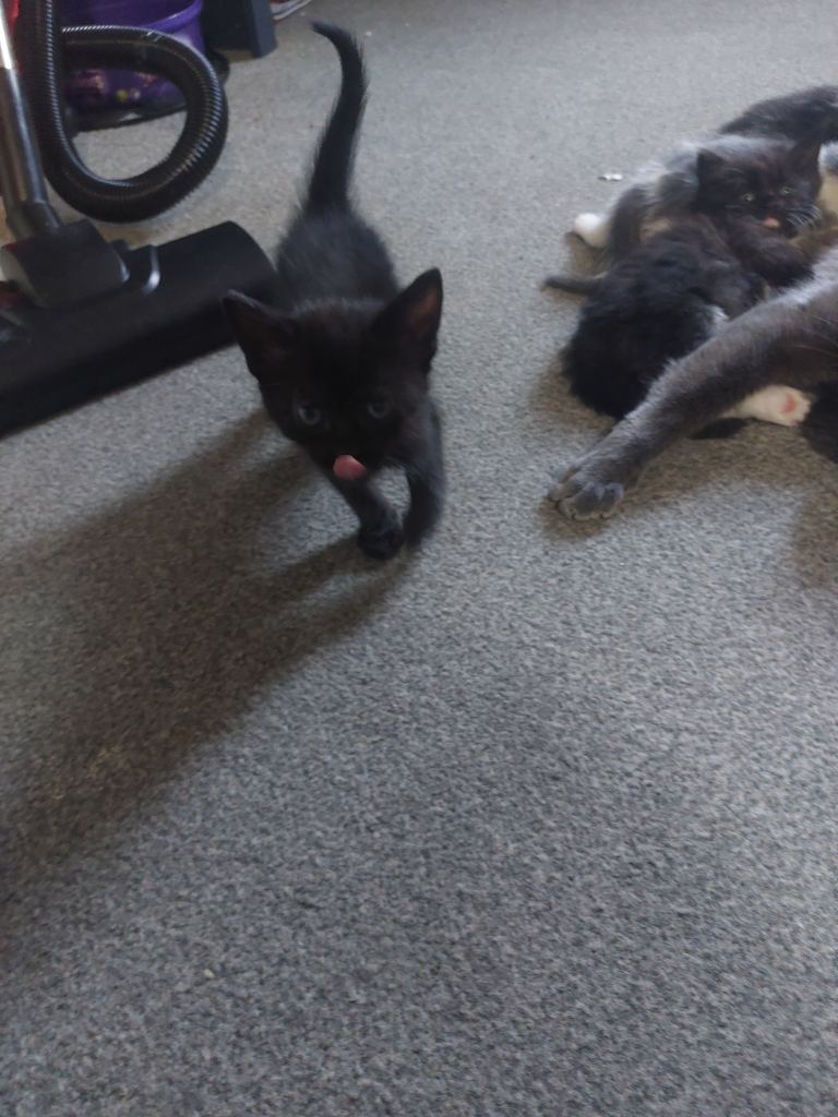 Kittens