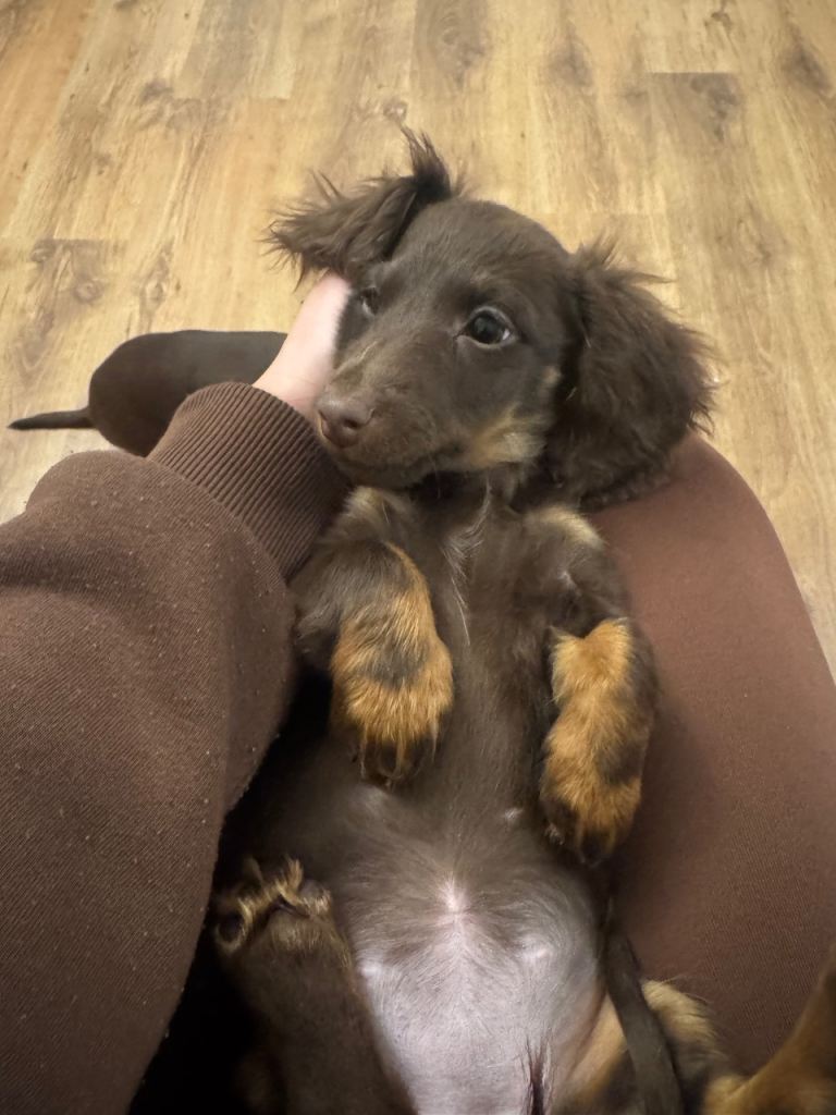 3 month old miniature dachshund puppy