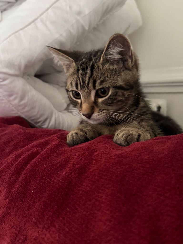 Kitten needs a new home 