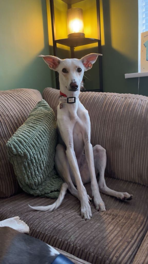Whippet for Rehoming