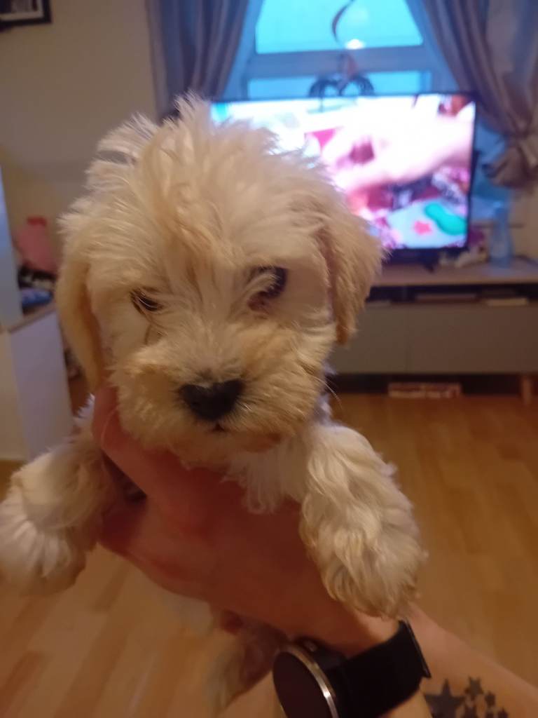 Schnockerpoo puppies