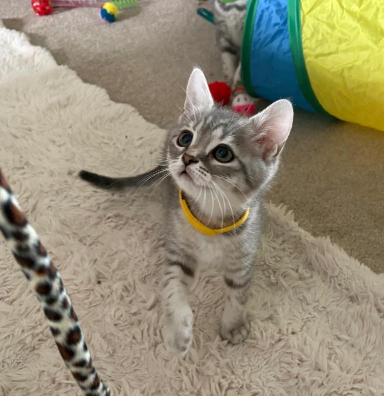 british short hair kitten