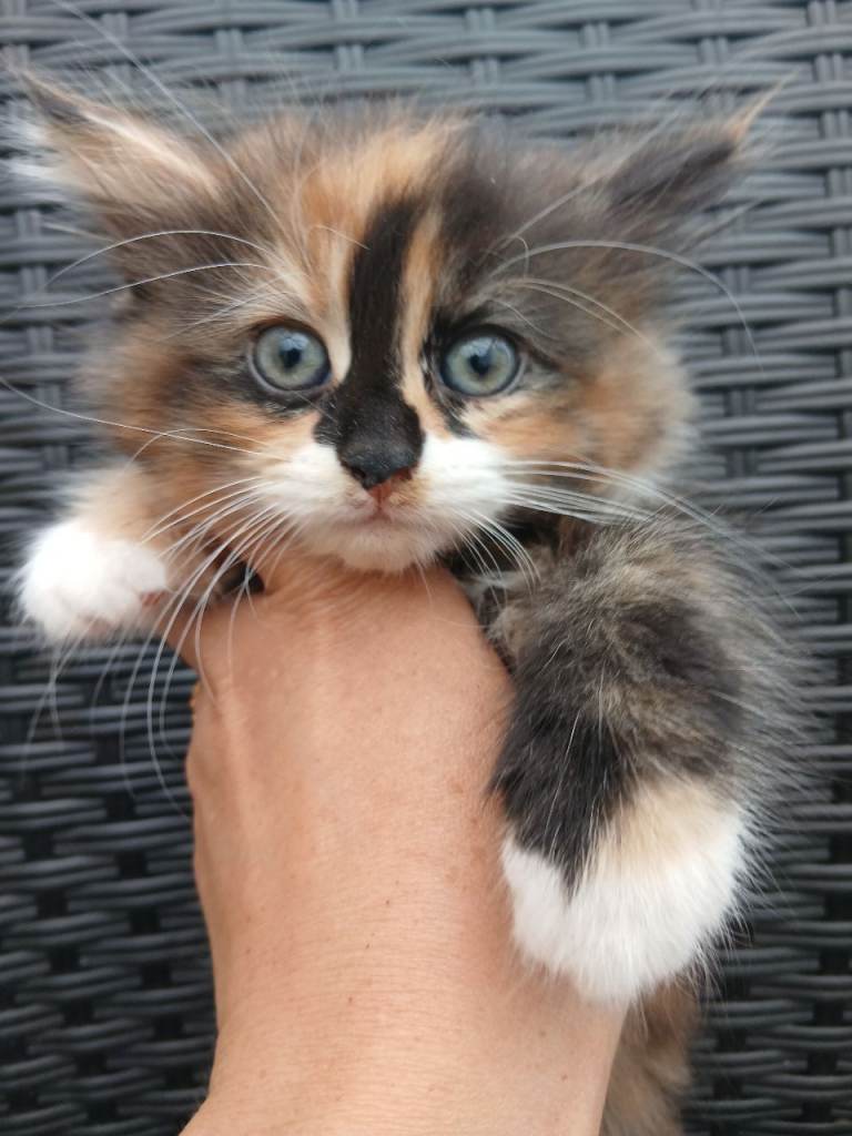 Maine coon xx kittens