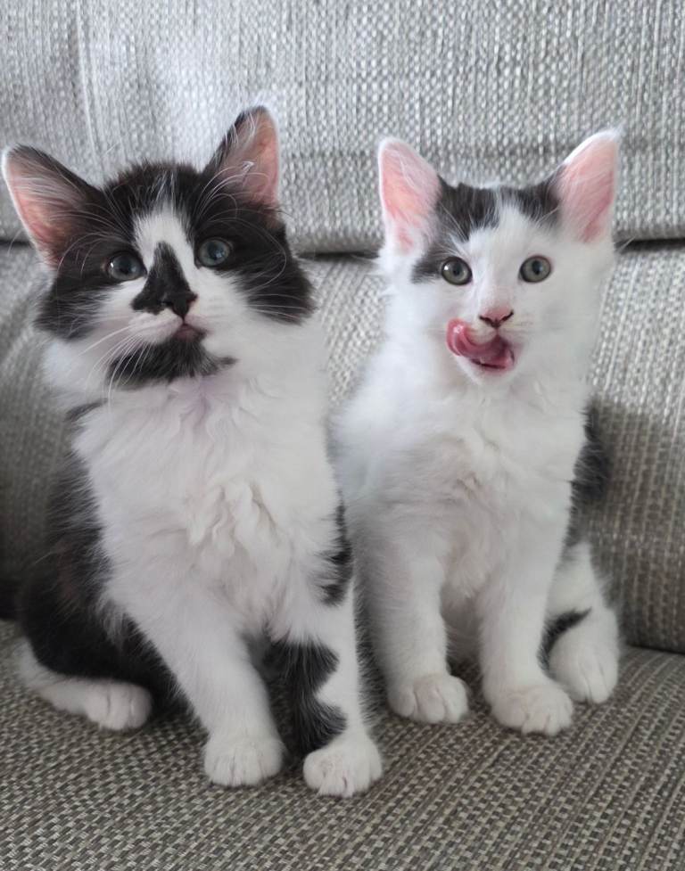  Kittens READY for forever loving home.