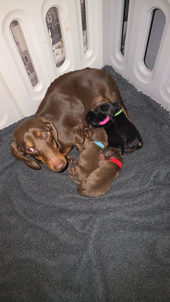 Miniature Dachshund Puppies