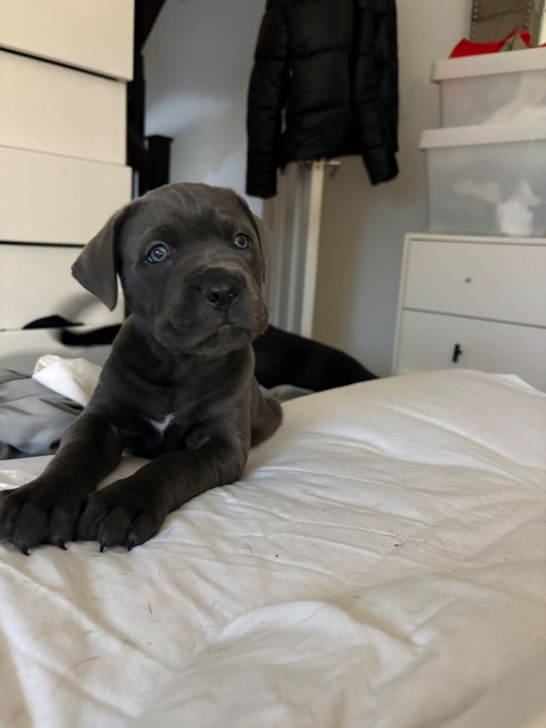 Cane corso puppies 
