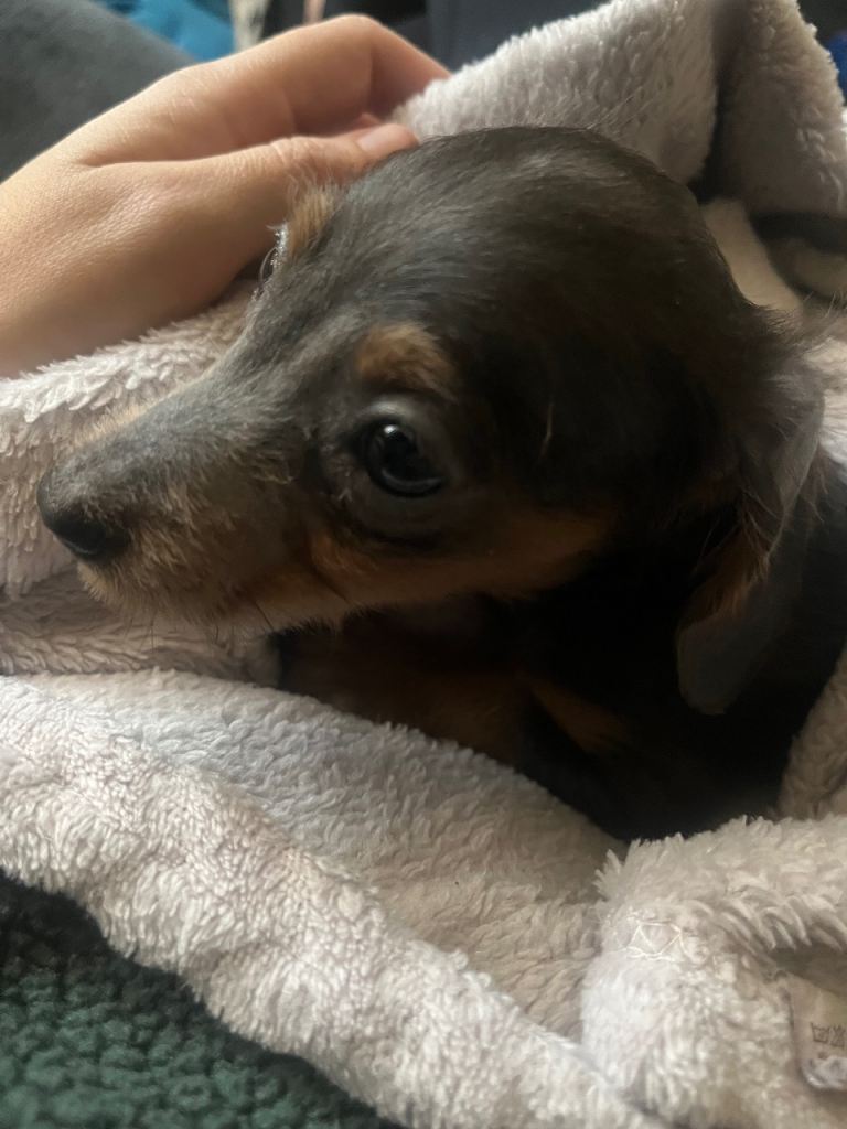 Miniature dachshund puppy