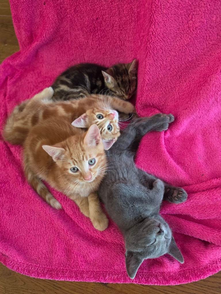 Beautiful kittens ready for new home