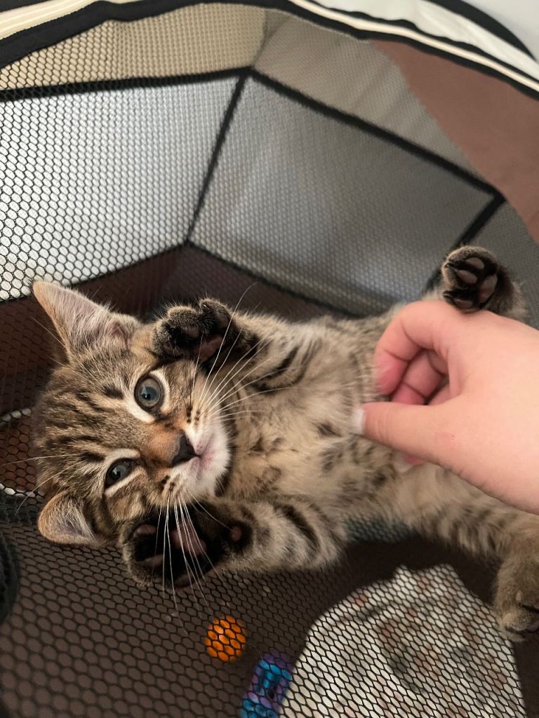 Rescue Kittens