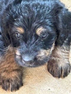 Labradoodles