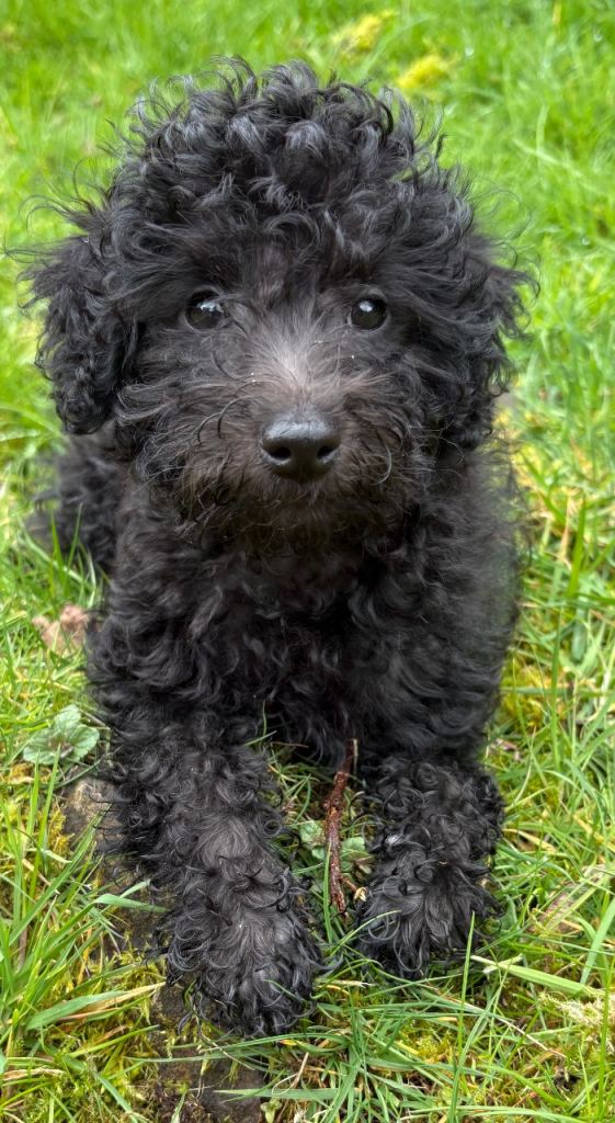 Mini Jackapoo – 1 Lovely Boy Available 🐾