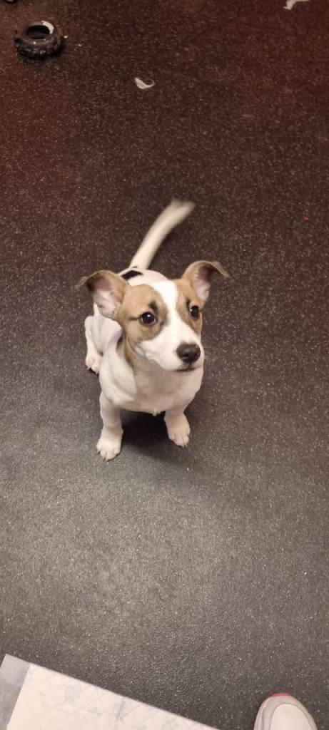 Miniature jack russell 